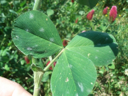 Trifolium incarnatum / Trifoglio incarnato